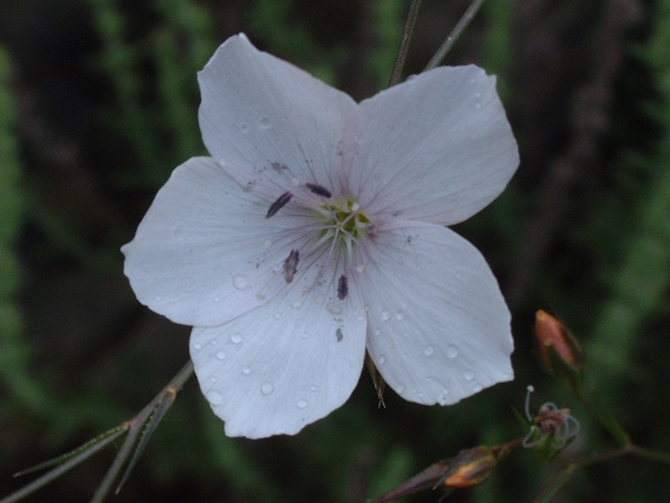 Linum tenuifolium / Lino montano